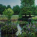 Forest Park Pond Scene